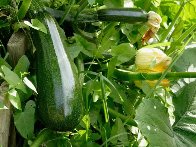 abobrinhas-cultivadas-na-cerca-da-horta