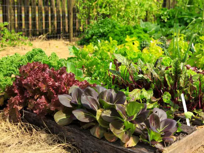 beterrabas-verduras-e-flores-cultivadas-em-horta-de-pallets.