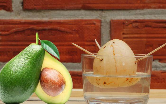 O caroço de abacate leva em média 90 dias para enraizar na água. Caroço de abacate enraizando em copo com água.