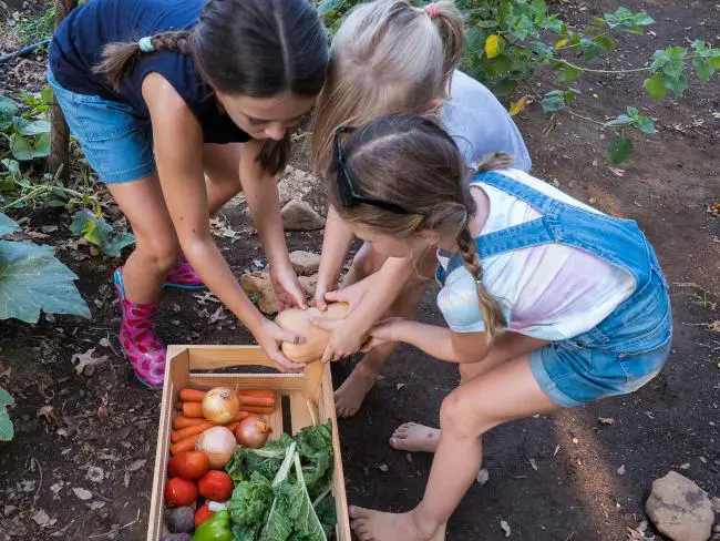 criancas-colhendo-vegetais-em-horta-caseira-saudavel-e-livre-de-pragas-e-fungos.