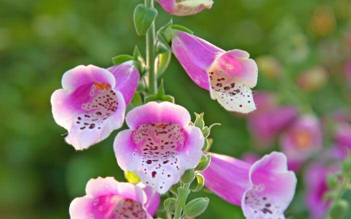 Dedaleira rosa crescendo em um jardim à meia sombra.