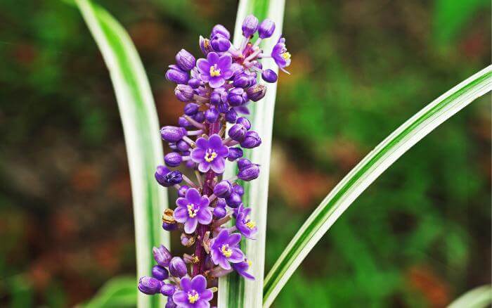 Liríope florida em jardim sombreado