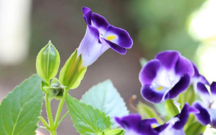 Flores de Torênia azul, crescendo em jardim sem sol.