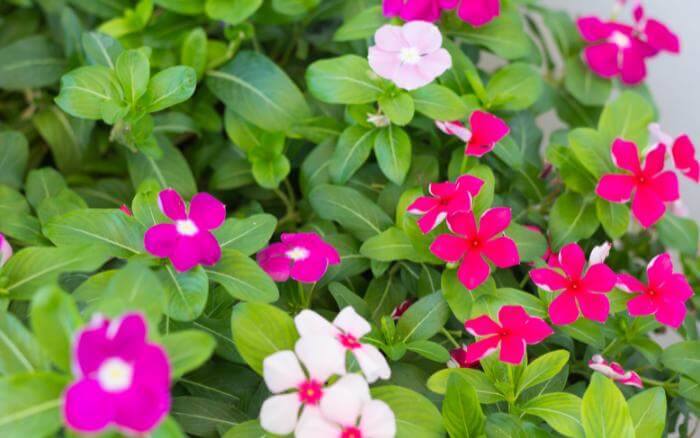 Flores de Vinca Major crescendo em jardim sombreado.