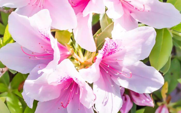 Flores brancas e rosadas de Azaleia crescendo em jardim de luminosidade parcial.