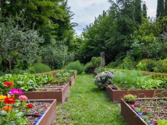 flores-repelentes-de-insetos-plantadas-no-meio-da-horta-de-verduras