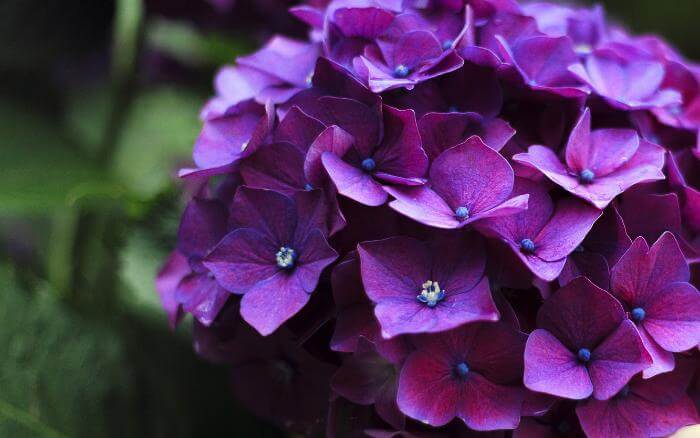 Flores roxas de Hortênsia, crescendo em jardim à meia sombra.