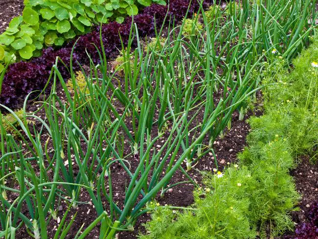 horta-caseira-de-temperos-e-capuchinha.