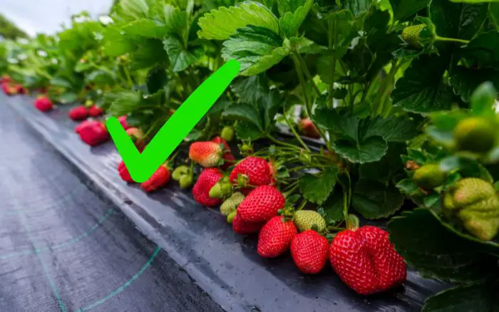 morangos-sendo-cultivados-da-melhor-forma-em-jardineira-elevada-com-cobertura-do-solo