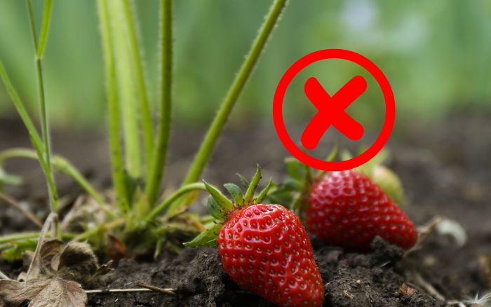 morangos-plantados-sem-os-cuidados-certos-de-cultivo-imagem-demonstrando-o-que-ocorre-quando-suas-folhas-e-frutos-tocam-o-solo