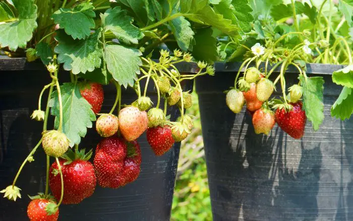 morangos-de-variedades-diferentes-sendo-cultivados-em-vaso-um-ao-lado-do-outro-ambos-com-morangos-maduros