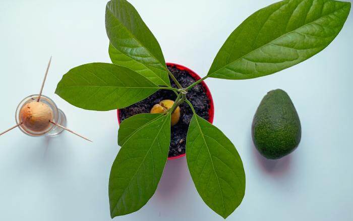 O abacateiro precisa de quatro horas de luz solar diária para se desenvolver e produzir. Caroço de abacate, muda e fruta de abacateiro lado a lado.