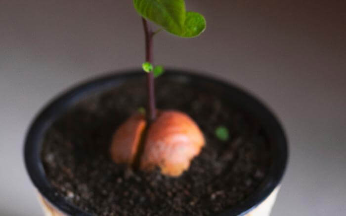 Para enraizar caroço de abacate em vaso, não o cubra totalmente com o substrato. Caroço de abacate plantado em vaso, já enraizado e apresentando suas primeiras folhas.