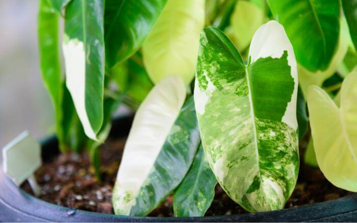 filodendro-com-folhas-variegatas-plantado-em-vaso.