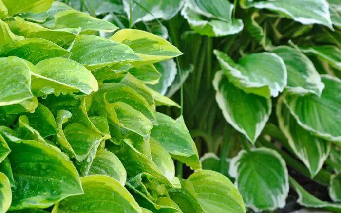 folhas-de-hosta-em-tons-de-verde-recem-regada-em-um-jardim-de-sombra