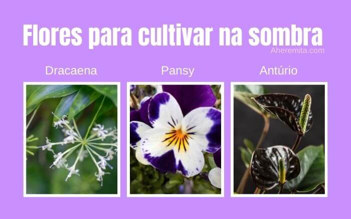 imagem das flores Dracaena, Amor-perfeito-de-jardim e Antúrio.