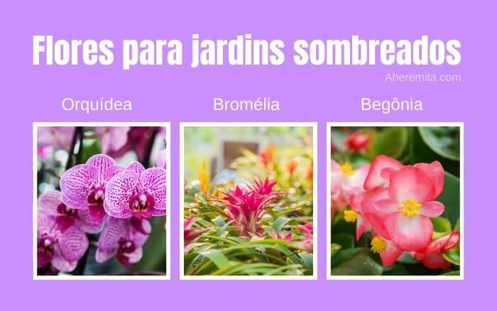 Imagem de Orquídea, Bromélia e Begônia, espécies que podem ser cultivadas na sombra.