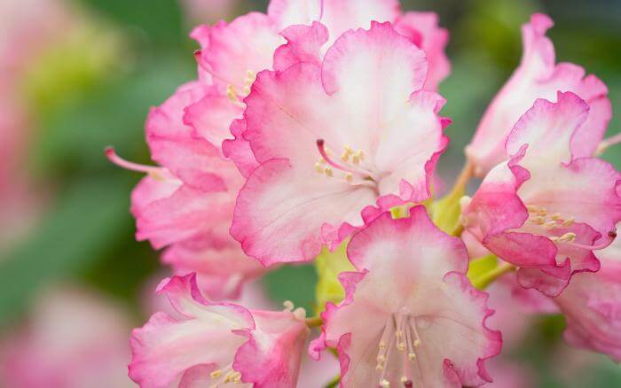 Flores rosas de Rododendro.