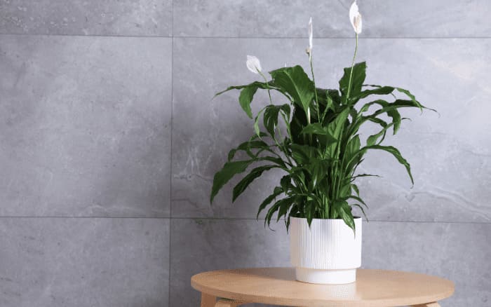 Lírio-da-paz cultivado dentro de casa em período de florescimento.