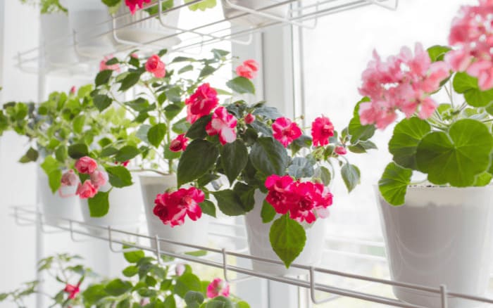 Flores cultivadas em jardim interno.