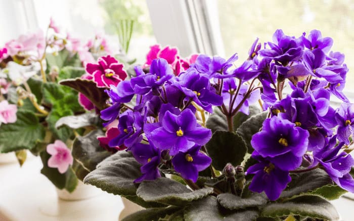 Flores que gostam de sombra cultivadas em área interna sob luz indireta.