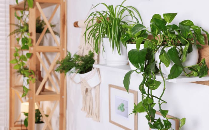 Jardim vertical na sala de estar com espécies adaptadas ao cultivo em sombra parcial.