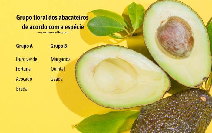 Tabela do grupo floral dos abacateiros de acordo com a espécie. Imagem com tabela do grupo floral das seguintes espécies de abacateiro: ouro verde, fortuna, avocado, breda no grupo A, e margarida, quintal e geada no grupo B.
