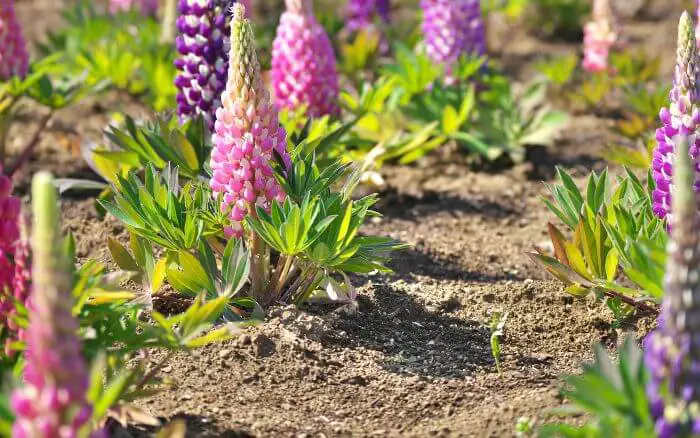 Tremoço-de-jardim-ou, tremoceiro-de-jardim, Lupinus.