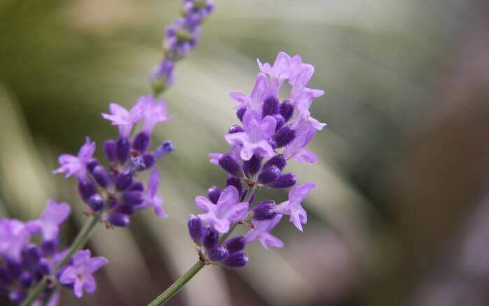 Lavanda, Lavandula Latifolia.