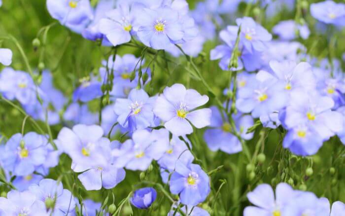 Flores da linhaça, Linum Usitatissimum.