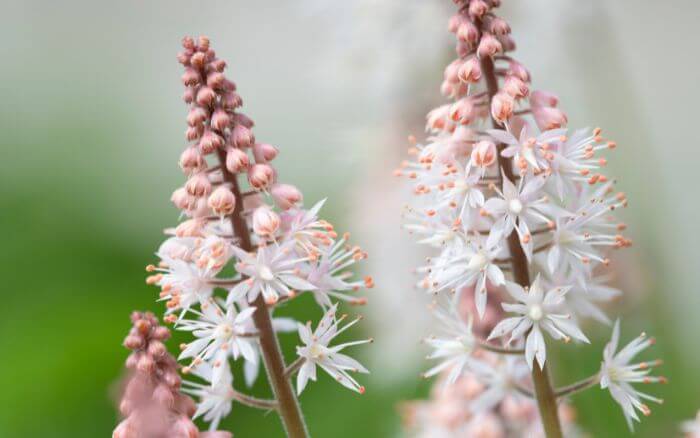 Jacinto Japonês, nome científico Barnardia japônica.