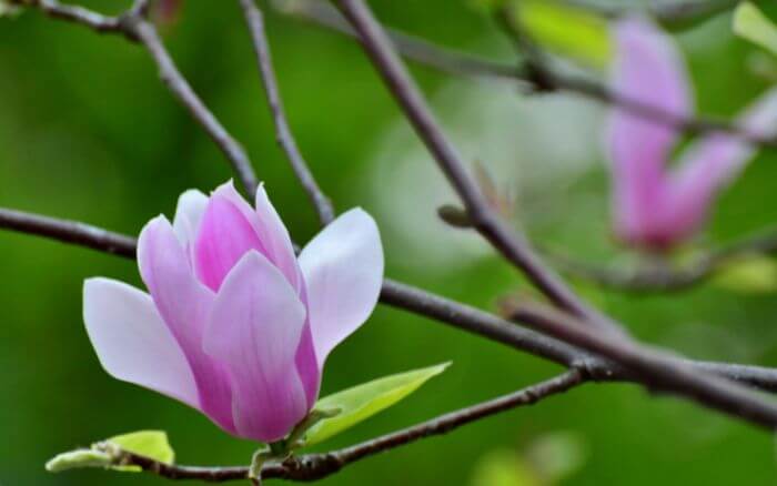 Magnólia, Magnolia-liliflora.