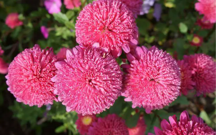 Flor Áster, Callistephus Chinensis.