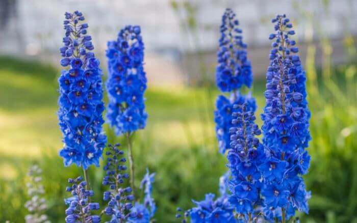 Flor Delfin, Delphinium staphisagria.