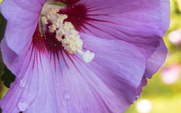 Flor do nascimento coreano e seus significados, segundo a cultura da Coreia.