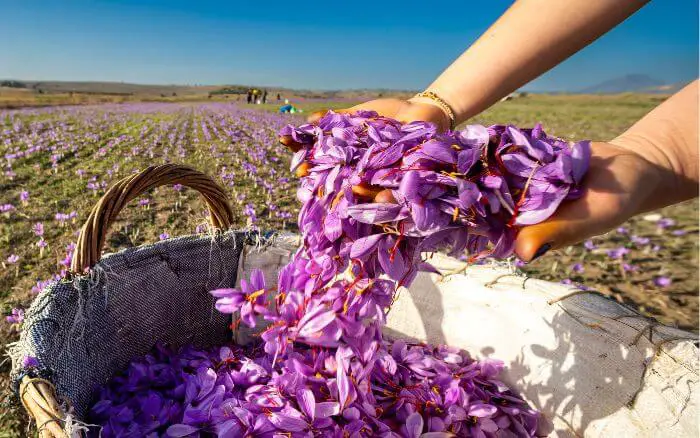 Pessoa exibindo um cesto repleto de flores de Açafrão, durante a colheita da especiaria em um campo de cultivo.
