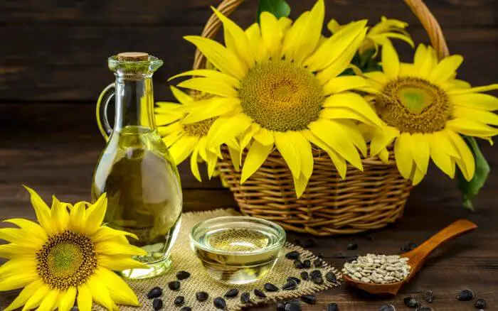 Flores-óleo-folhas-e-sementes-de-girassol.