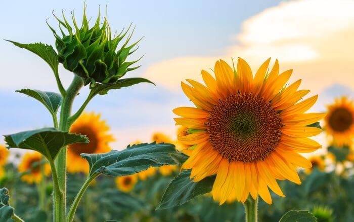 Plantação-de-girassóis