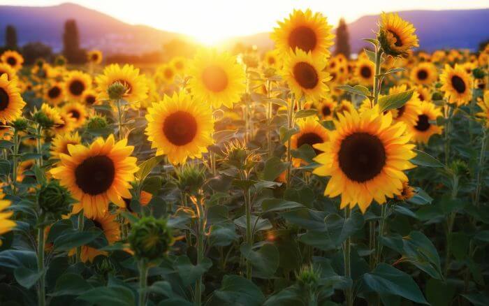 Girassóis-em-plantação-virados-em-direções-diferentes-realizando-o-movimento-de-heliotropismo