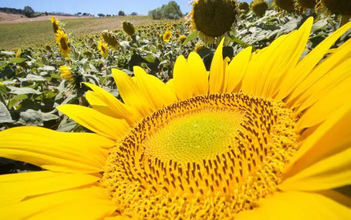 Espécie-de-girassol-gigante-florido