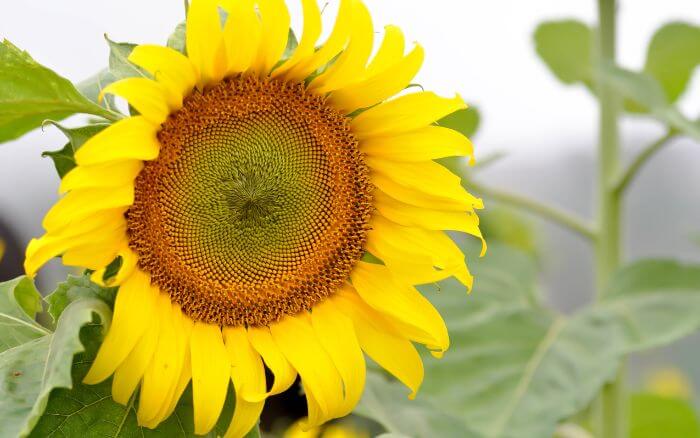 Pé-de-girassol-com-folhas-flores-e-sementes-ainda-em-desenvolvimento