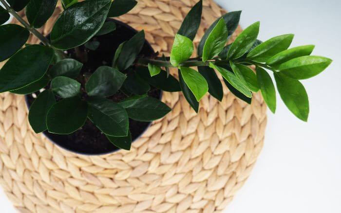 Plantas do Feng shui, usadas na decoração de apartamentos e ambientes internos, Zamioculca, Zamioculcas-Zamiifolia.