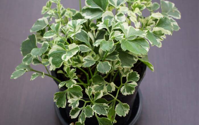 Plantas para ambientes internos, Árvore da felicidade, Polyscias guilfoylei.