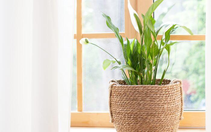 Plantas para paisagismo e decoração de interiores Lírio da paz, Spathiphyllum wallisii.