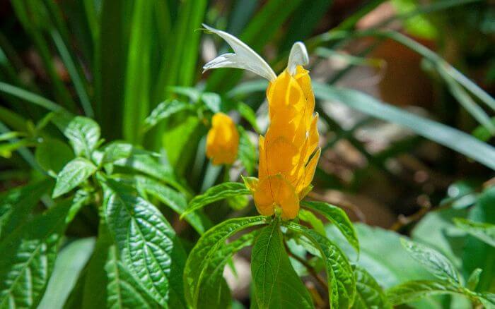 Flor  Camarão-amarelo em close-up.
