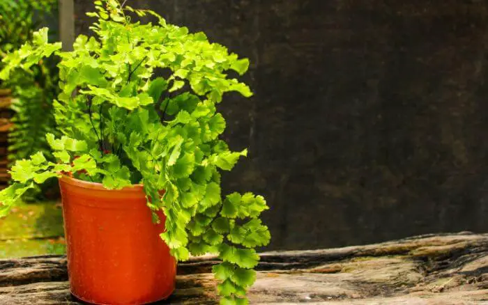 A Avenca é originária da Europa, essa espécie de samambaia possui diversas propriedades medicinais. Avenca, espécie de samambaia com propriedades medicinais, crescendo em vaso.