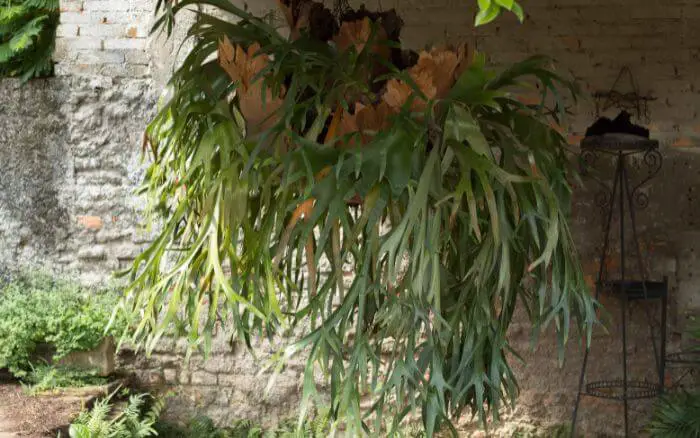 Para cultivar a planta chifre-de-veado, mantenha-a em ambientes de luz difusa ou locais de meia sombra. Samambaia chifre-de-veado crescendo em placa de fibra natural compondo decoração rústica em ambiente sombreado.