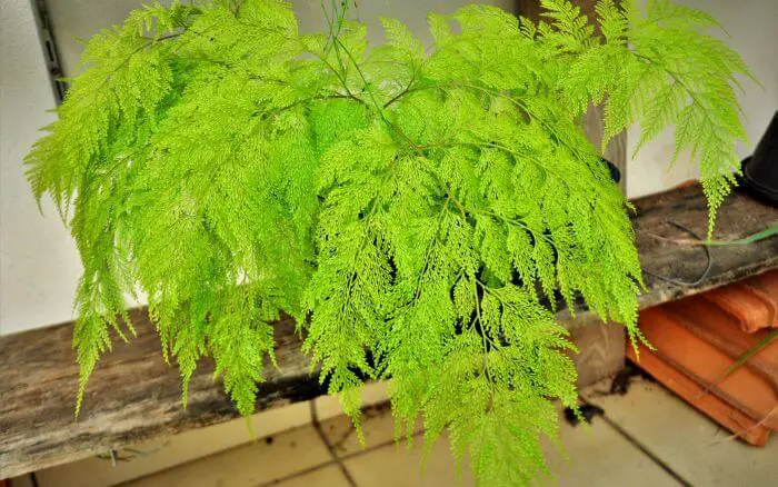 A samambaia renda portuguesa, é tida como uma planta capaz de atrair sorte e remover energia negativa dos ambientes. Samambaia renda portuguesa, planta símbolo de boa sorte crescendo em vaso na entrada de uma casa.