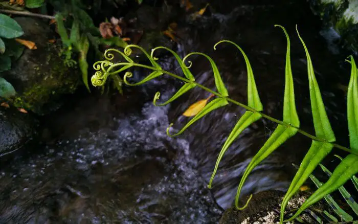 Samambaia chinesa é um dos tipos mais resistentes da planta, ideal para jardineiros iniciantes. Samambaia chinesa crescendo em ambiente natural ao lado de um córrego.