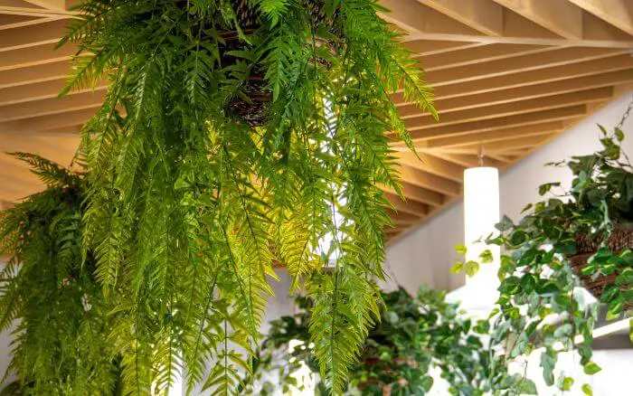 A samambaia de metro é a espécie com as folhas mais longas. Samambaia de metro, planta nativa do Brasil, decorando varada com decoração clean.